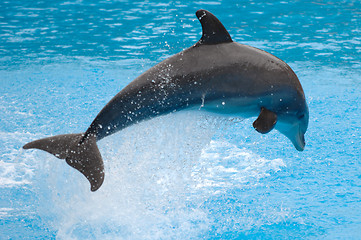 Image showing Jumping dolphin