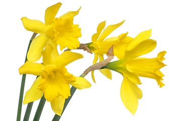 Image showing Isolated daffodils
