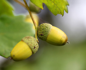 Image showing Green acorns on the oak branches