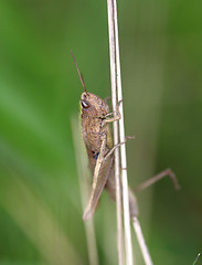 Image showing Brown grasshopper in the grass