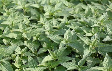 Image showing Texture of stinging nettle