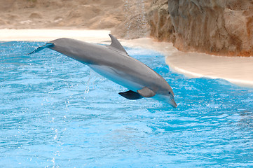 Image showing Flying dolphin