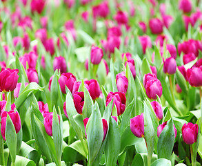 Image showing Purple tulips field