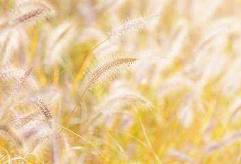 Image showing Autumn reed under sunlight