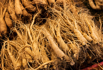 Image showing Fresh ginseng for sell