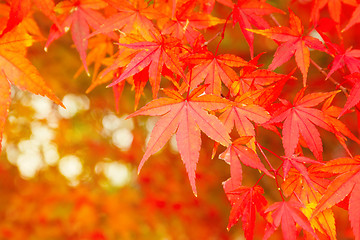 Image showing Red maple tree
