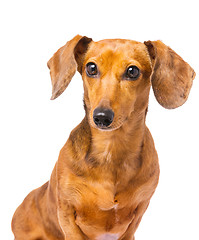 Image showing Dachshund dog