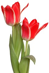 Image showing Isolated red tulips