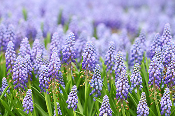 Image showing Purple muscari botryoides