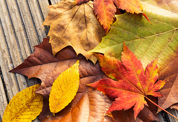 Image showing Maple leave in autumn season