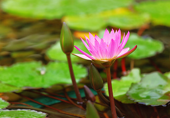 Image showing Waterlily in the pond