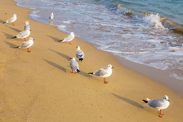 Image showing Seagull on the beach