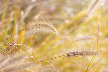 Image showing Wildness grass