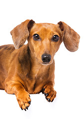 Image showing Dachshund dog