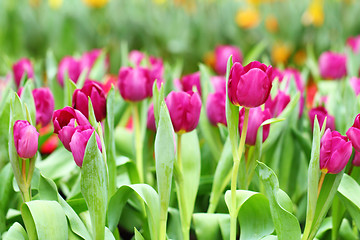 Image showing Purple tulips flower field