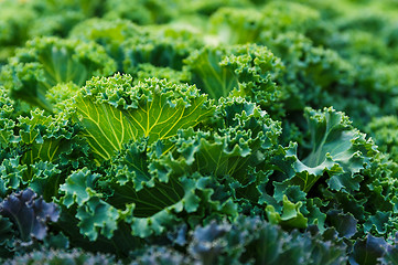 Image showing Fresh lettuce
