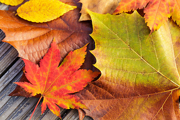 Image showing Autumn maple leave