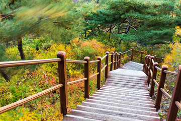 Image showing Wooden hiking path in forest