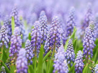 Image showing Purple muscari botryoides