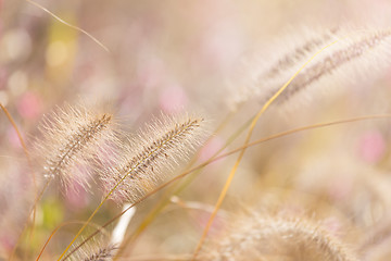 Image showing Wildness grass with sunlight
