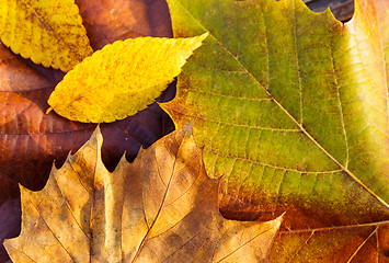 Image showing Autumn maple leave