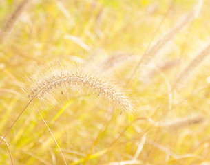 Image showing Reed and sunlight