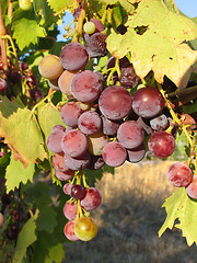 Image showing Grapes