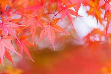 Image showing Red maple tree