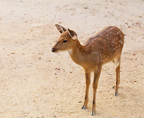 Image showing Female roe deer