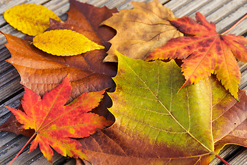 Image showing Maple leave during autumn season
