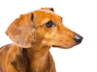 Image showing Dachshund dog looking at a side