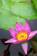 Image showing Waterlily in the lake