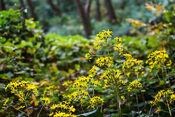 Image showing Yellow grass in forest 