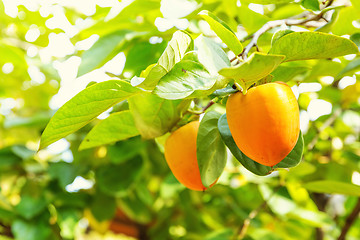 Image showing Persimmon tree