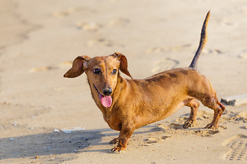 Image showing Dachshund Dog in beach