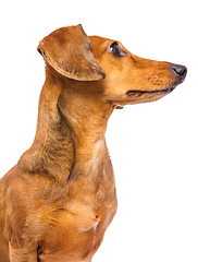 Image showing Dachshund dog looking at a side