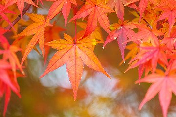 Image showing Red maple tree