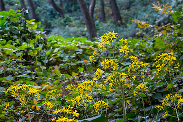 Image showing Yellow grass in forest