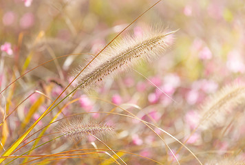 Image showing Wildness grass