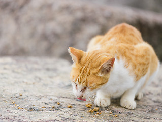 Image showing Street cat eating food