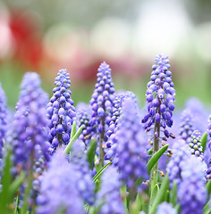 Image showing Purple muscari botryoides field