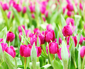 Image showing Purple tulips flower field