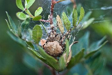 Image showing Big Spider