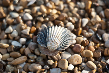 Image showing shell and sea pebbles