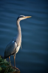 Image showing Crane on the River Bank