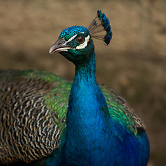 Image showing Peacock