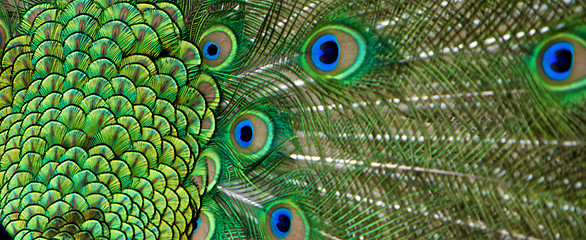 Image showing Peacock Tail Feather in Detail