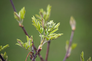 Image showing Rowan buds