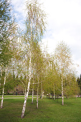 Image showing City park landscape