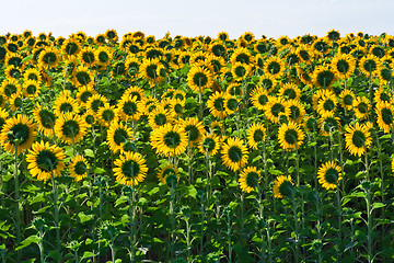 Image showing Sunflowers